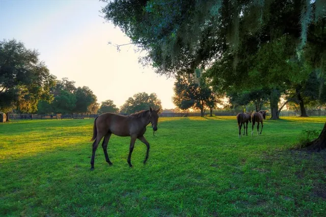 $8,900,000 | 7780 North Whippoorwill Terrace, Hernando, FL 34442