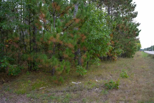 $35,000 | Lot 2 Bollig, Nekoosa, WI 54457