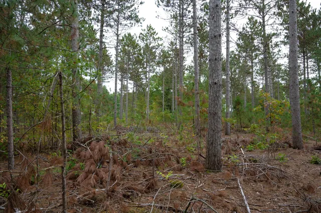 $35,000 | Lot 2 Bollig, Nekoosa, WI 54457