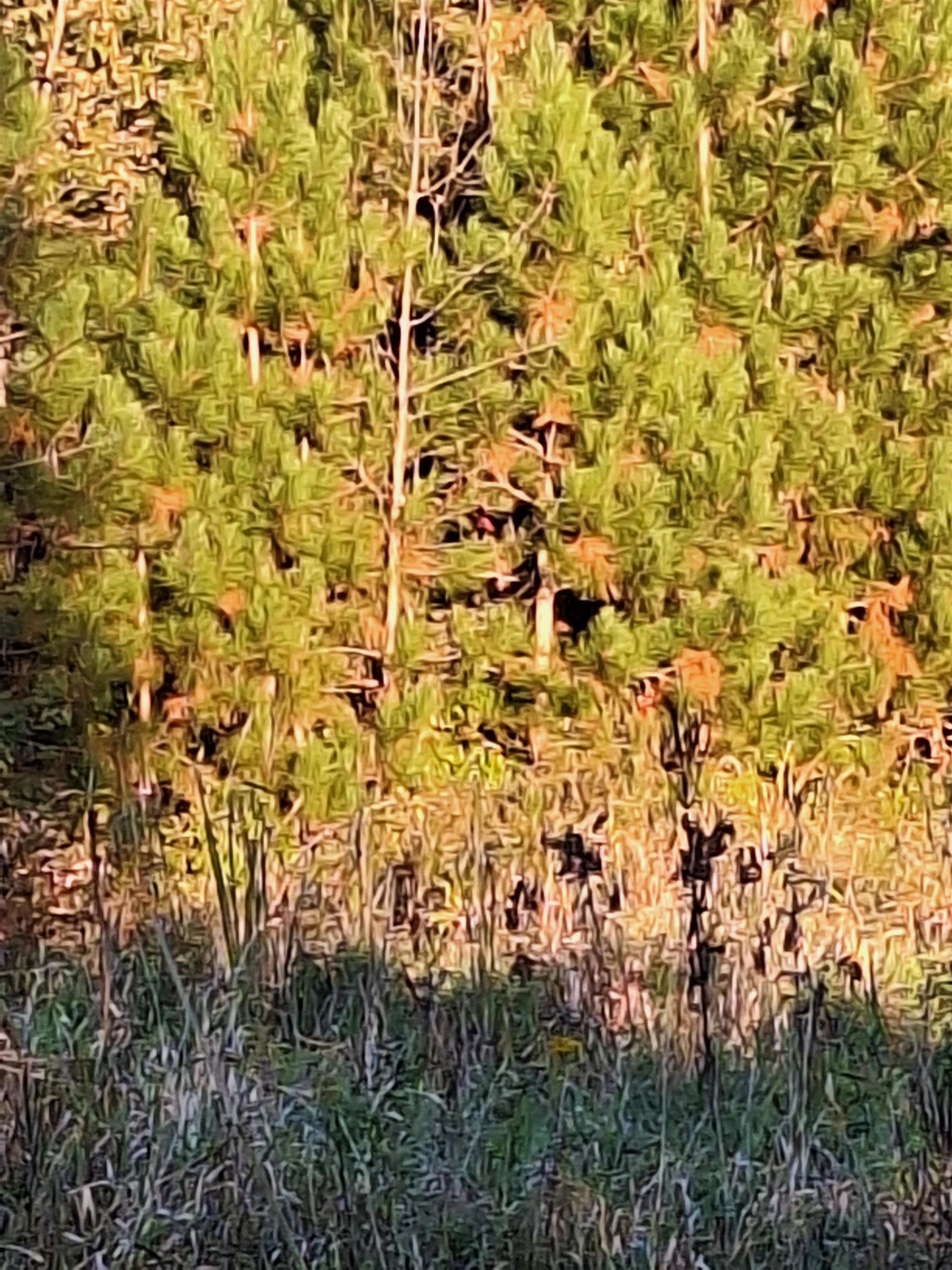 Cty Road Pine River, WI 54965 - Photo 5 of 53