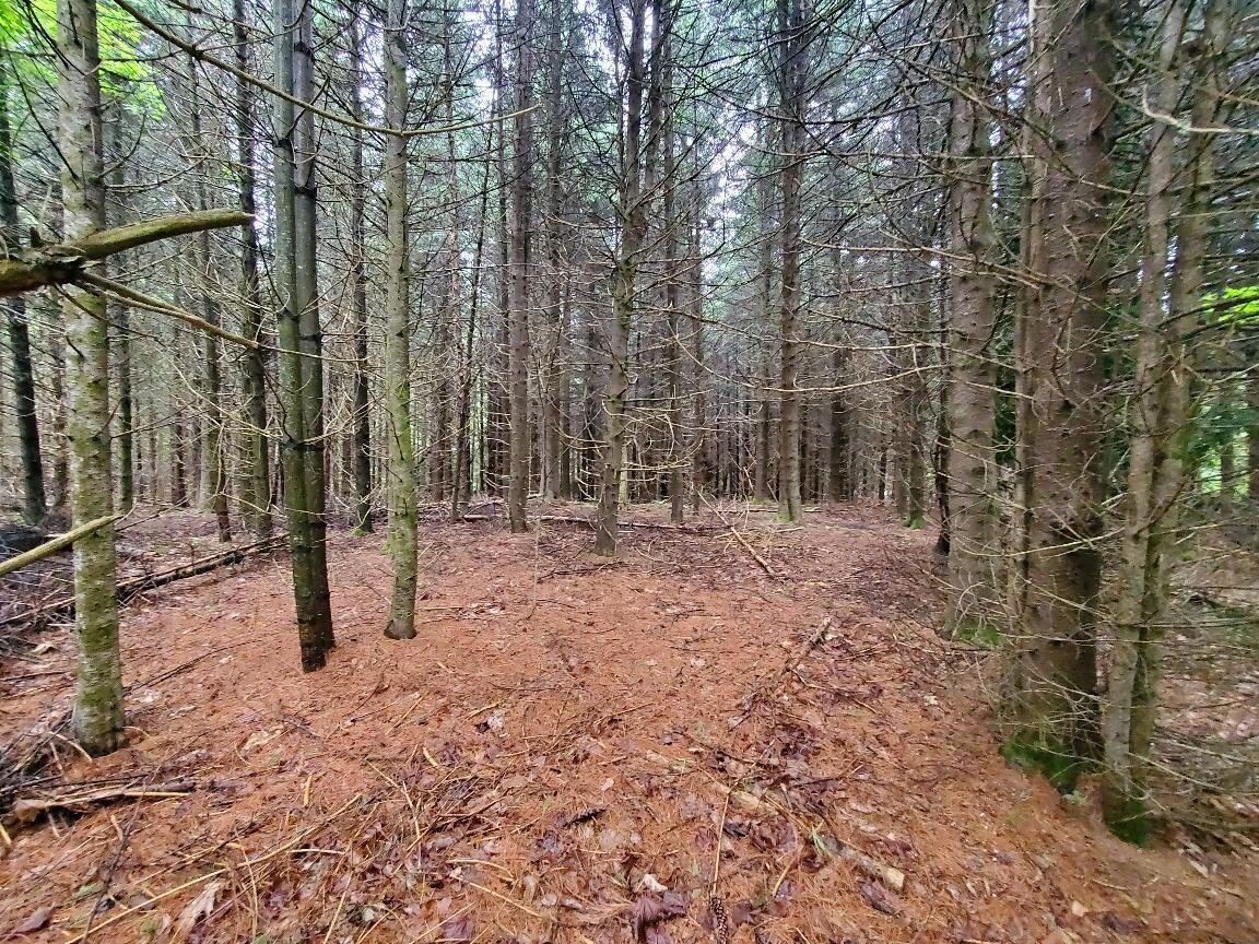 92 Huff Road Cornville, ME 04976 - Photo 78 of 121 property used to be a tree farm