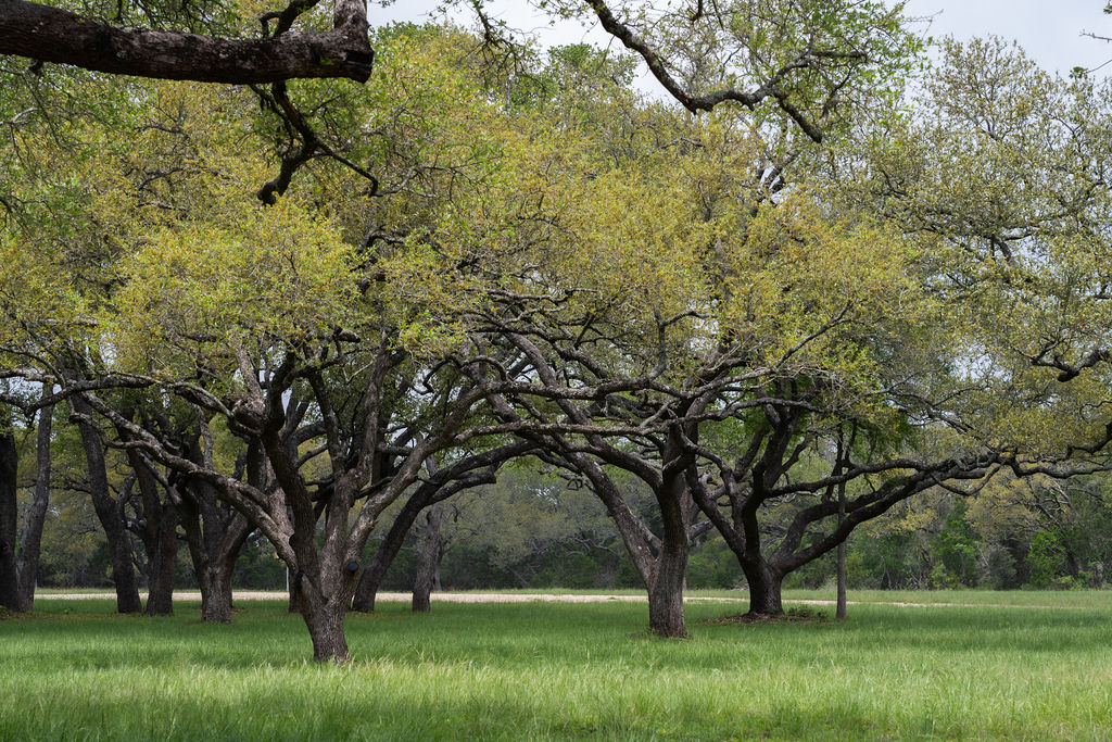 426 Mill Run New Braunfels, TX 78132 - Photo 2 of 40 a view of garden with trees