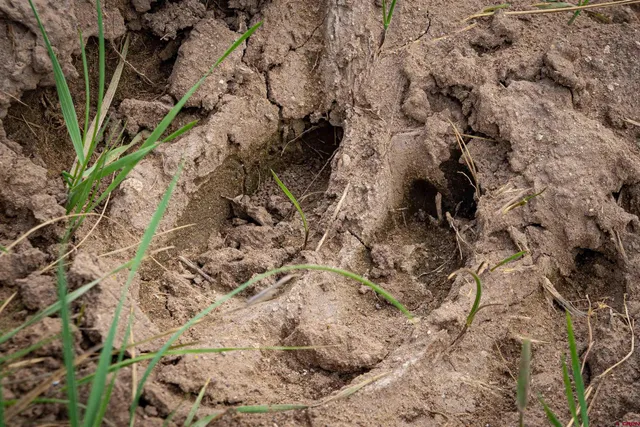 a view of a tree in a yard