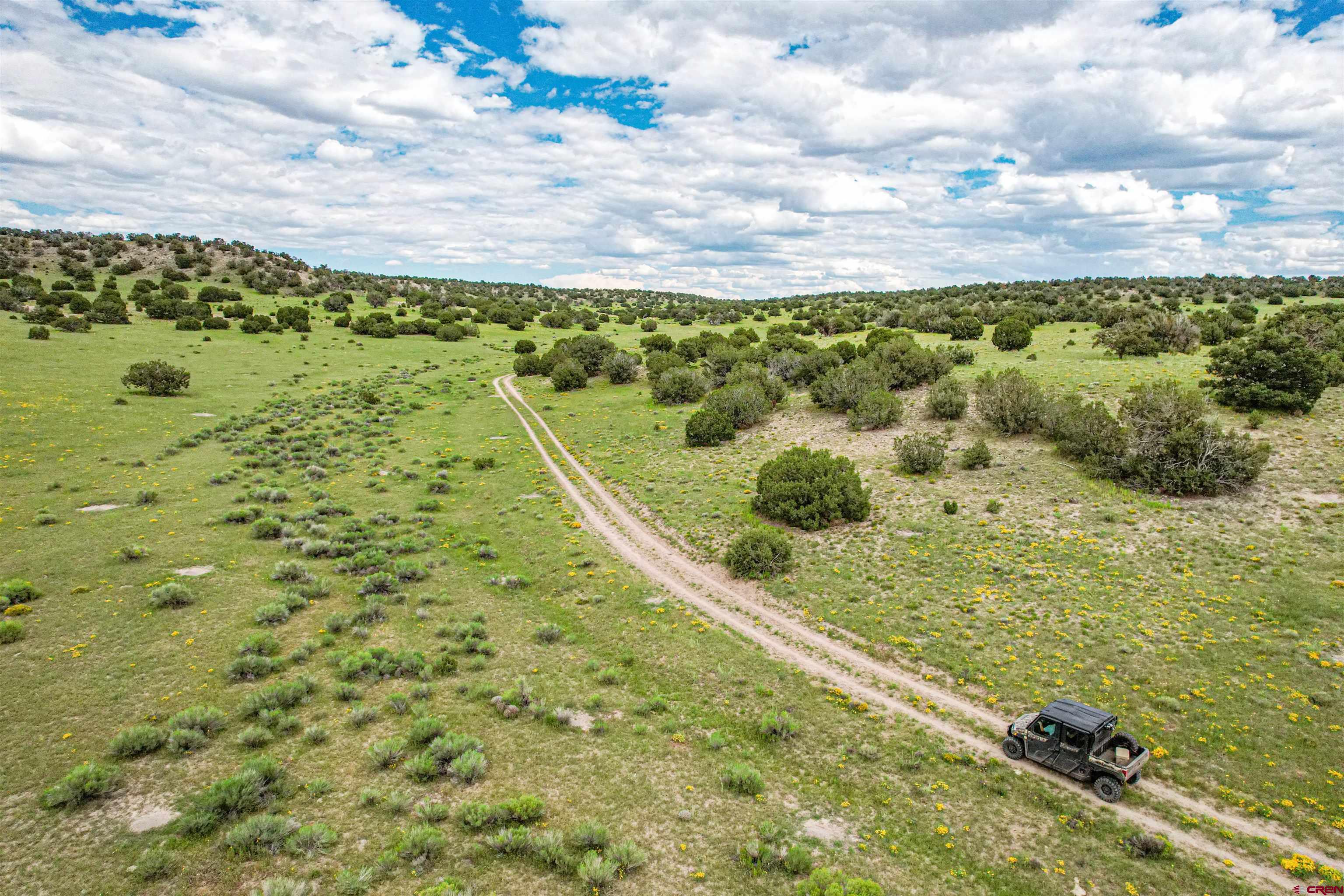 0 Omega Road, Unit CAT HILL Pie Town, NM 87827 - Photo 17 of 43 a view of a yard with an trees