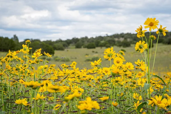 $3,200,000 | 0 Omega Road, Unit CAT HILL, Pie Town, NM 87827