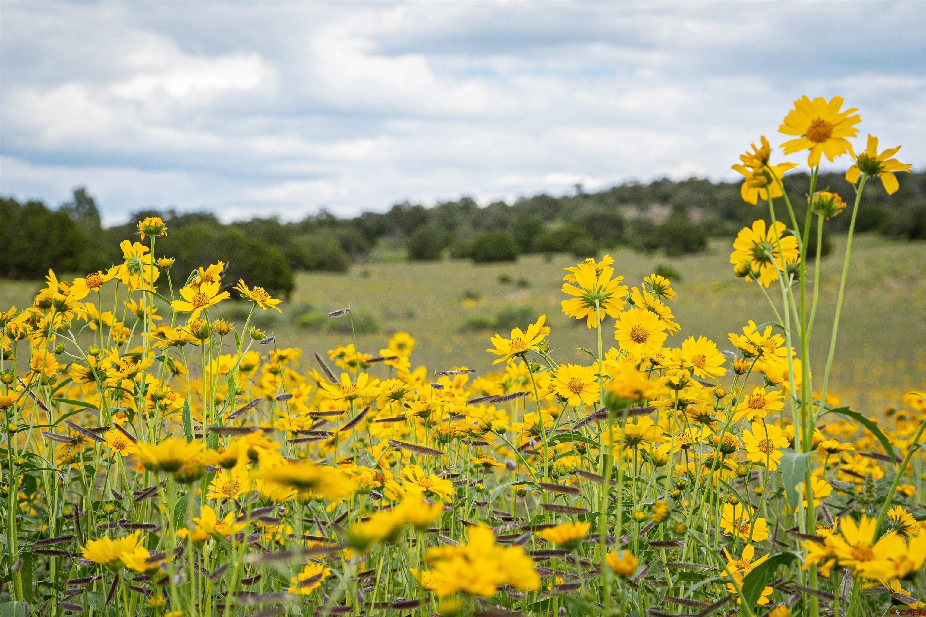 0 Omega Road, Unit CAT HILL Pie Town, NM 87827 - Photo 22 of 43