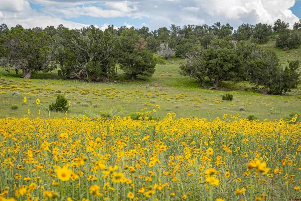 $3,200,000 | 0 Omega Road, Unit CAT HILL, Pie Town, NM 87827