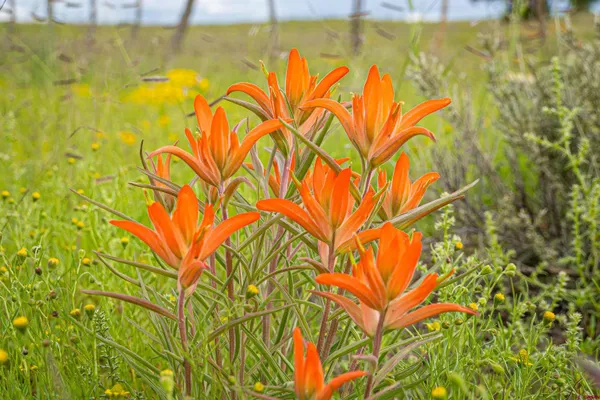 $3,200,000 | 0 Omega Road, Unit CAT HILL, Pie Town, NM 87827