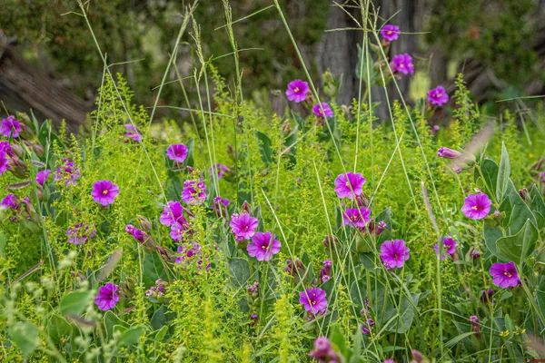 $3,200,000 | 0 Omega Road, Unit CAT HILL, Pie Town, NM 87827