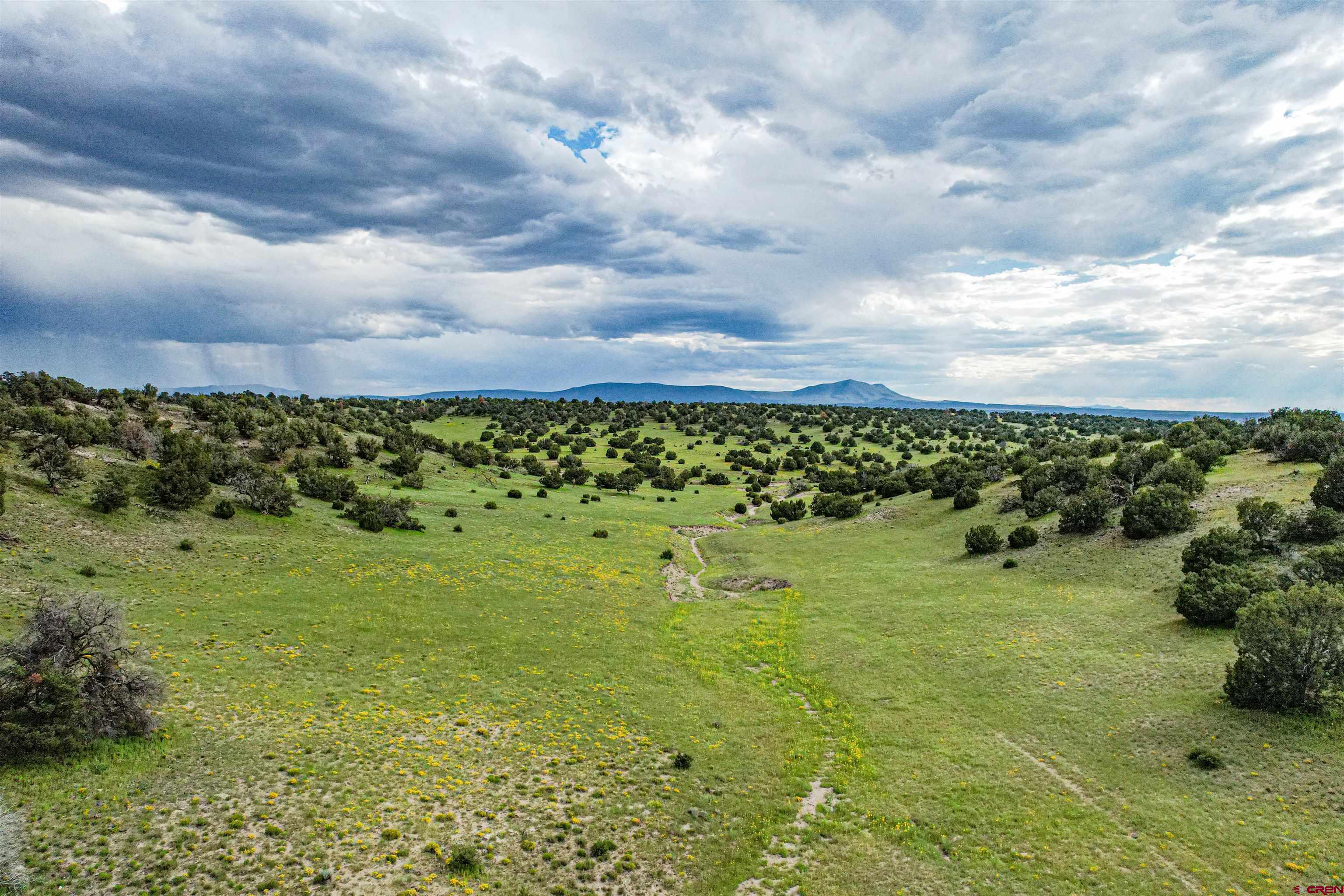 0 Omega Road, Unit CAT HILL Quemado, NM 87829 - Photo 29 of 43 a view of a big yard with lots of green space