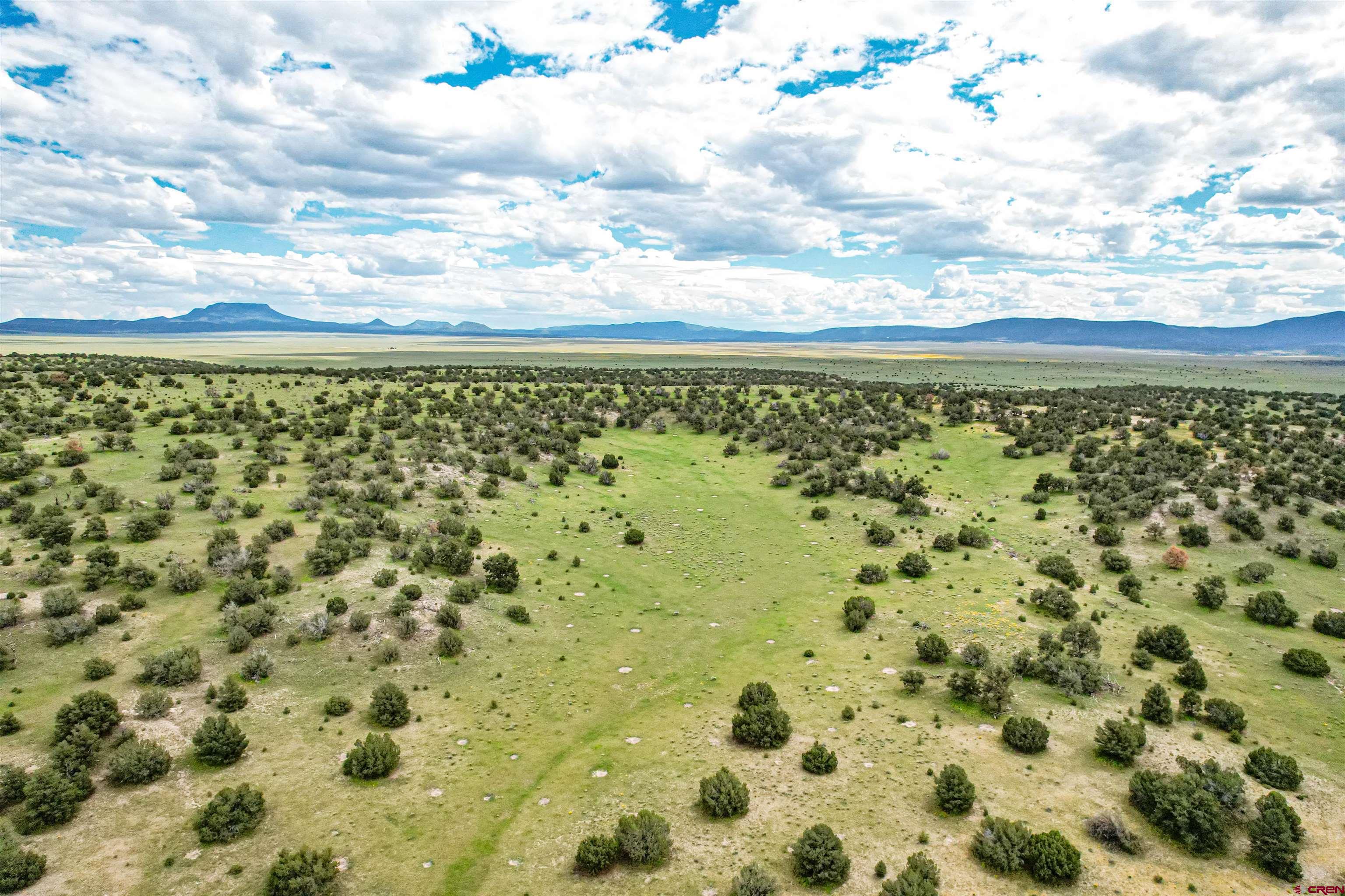 0 Omega Road, Unit CAT HILL Quemado, NM 87829 - Photo 42 of 43 a view of a bunch of up of plants