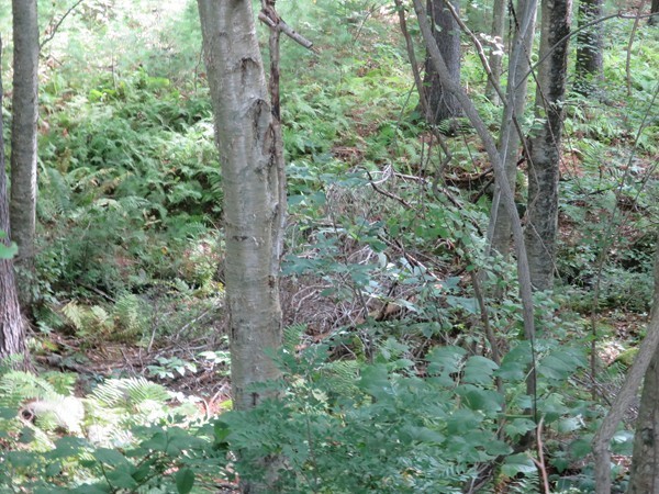 21 Woodridge Road Monson, MA 01057 - Photo 20 of 25 Gallery Image 20