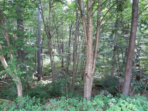 21 Woodridge Road Monson, MA 01057 - Photo 21 of 25 Gallery Image 21