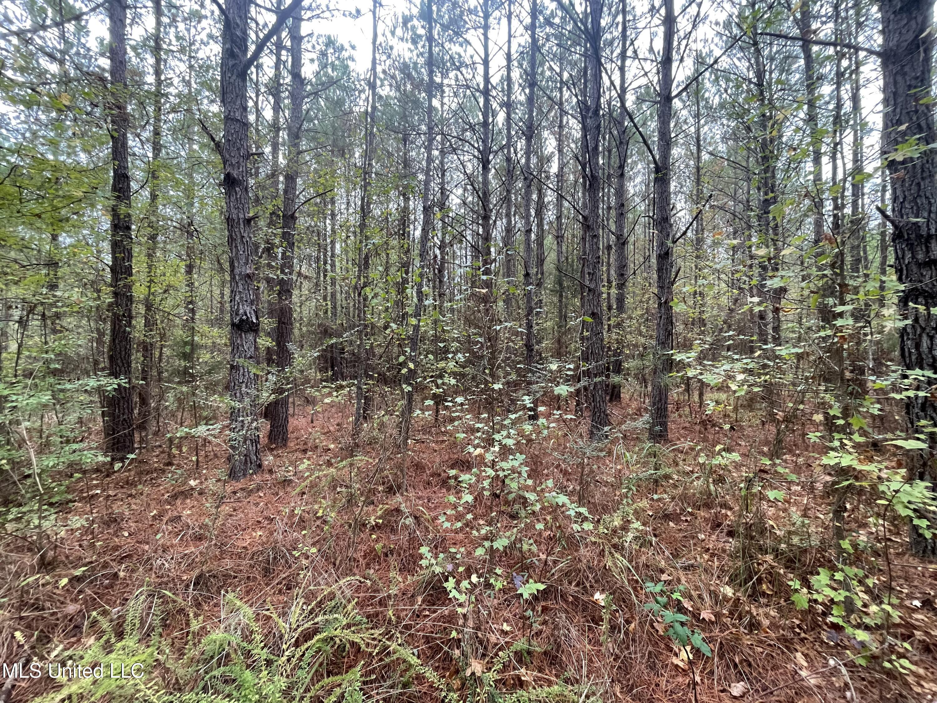 0 Kellis Store Road De Kalb, MS 39328 - Photo 3 of 20 IMG_6637