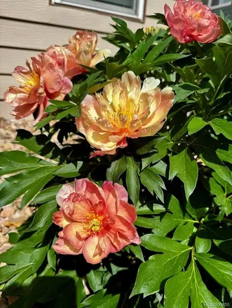 a view of a flower