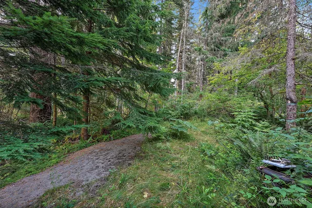 a view of a forest with lots of trees