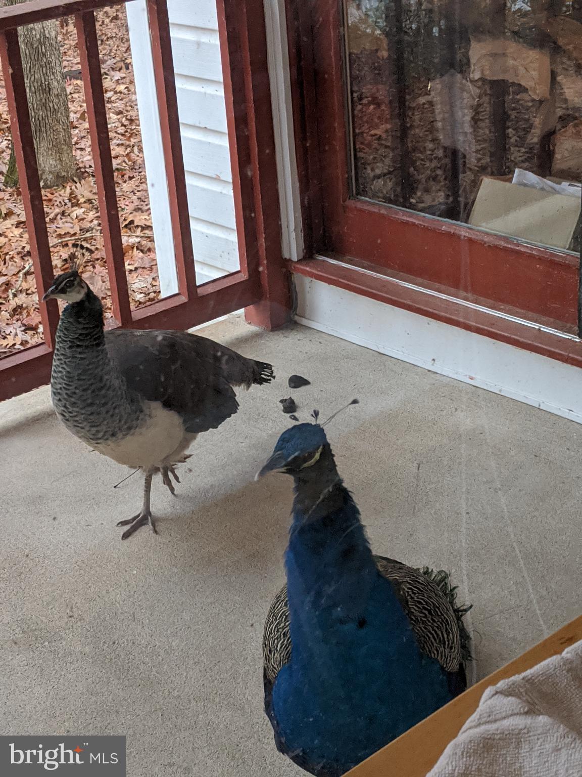 2199 Beaver Dam Road Midland, VA 22728 - Photo 72 of 74 Peacock & Peahen who stayed last winter