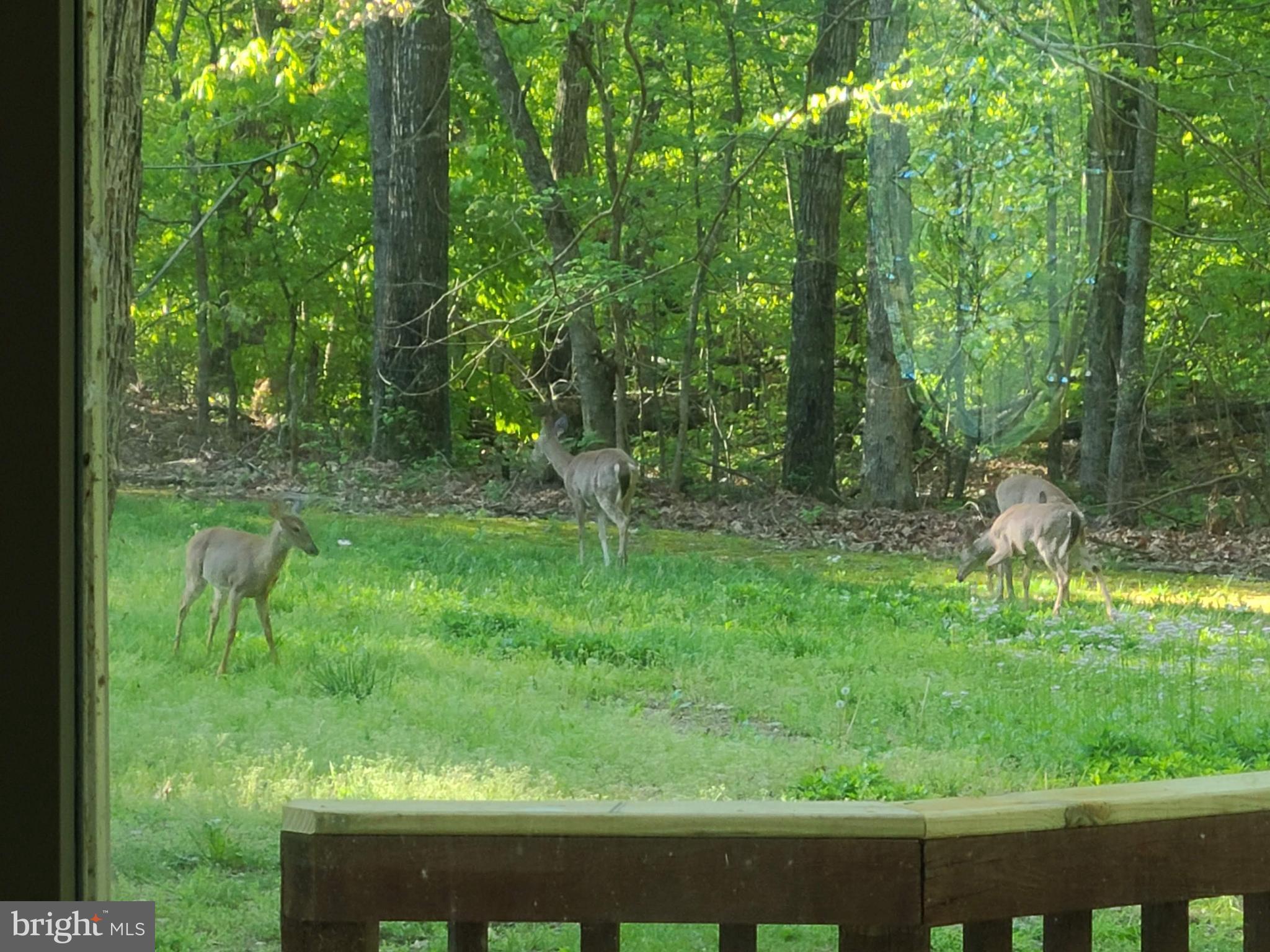 2199 Beaver Dam Road Midland, VA 22728 - Photo 73 of 74 Daily visits by Deer