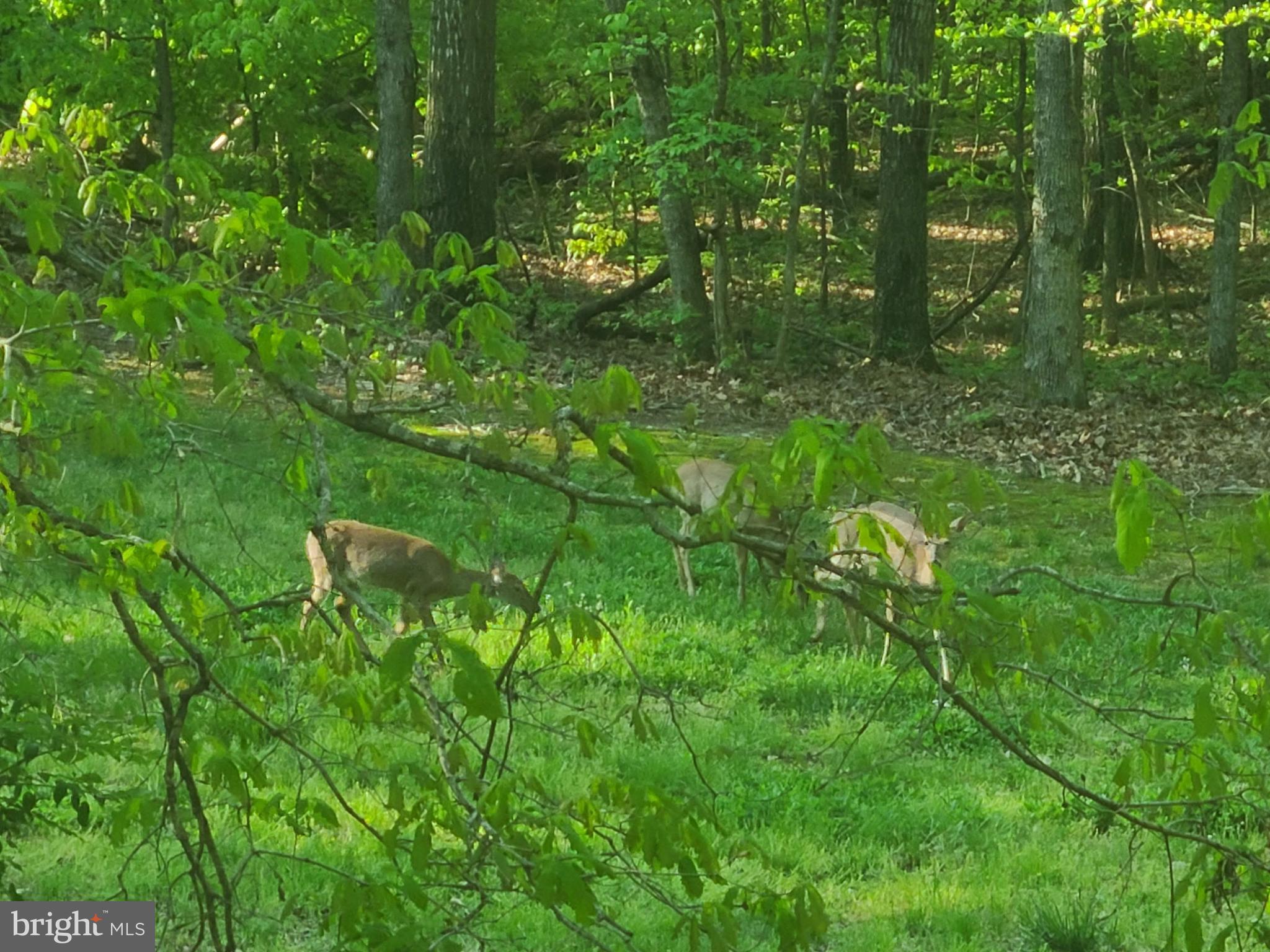 2199 Beaver Dam Road Midland, VA 22728 - Photo 74 of 74 Wildlife everywhere!
