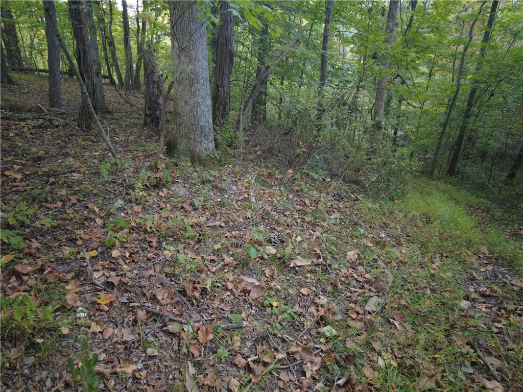 1147 Richey Road Felicity, OH 45120 - Photo 22 of 26 This serene wooded lot offers ample space and natural beauty for outdoor pursuits.