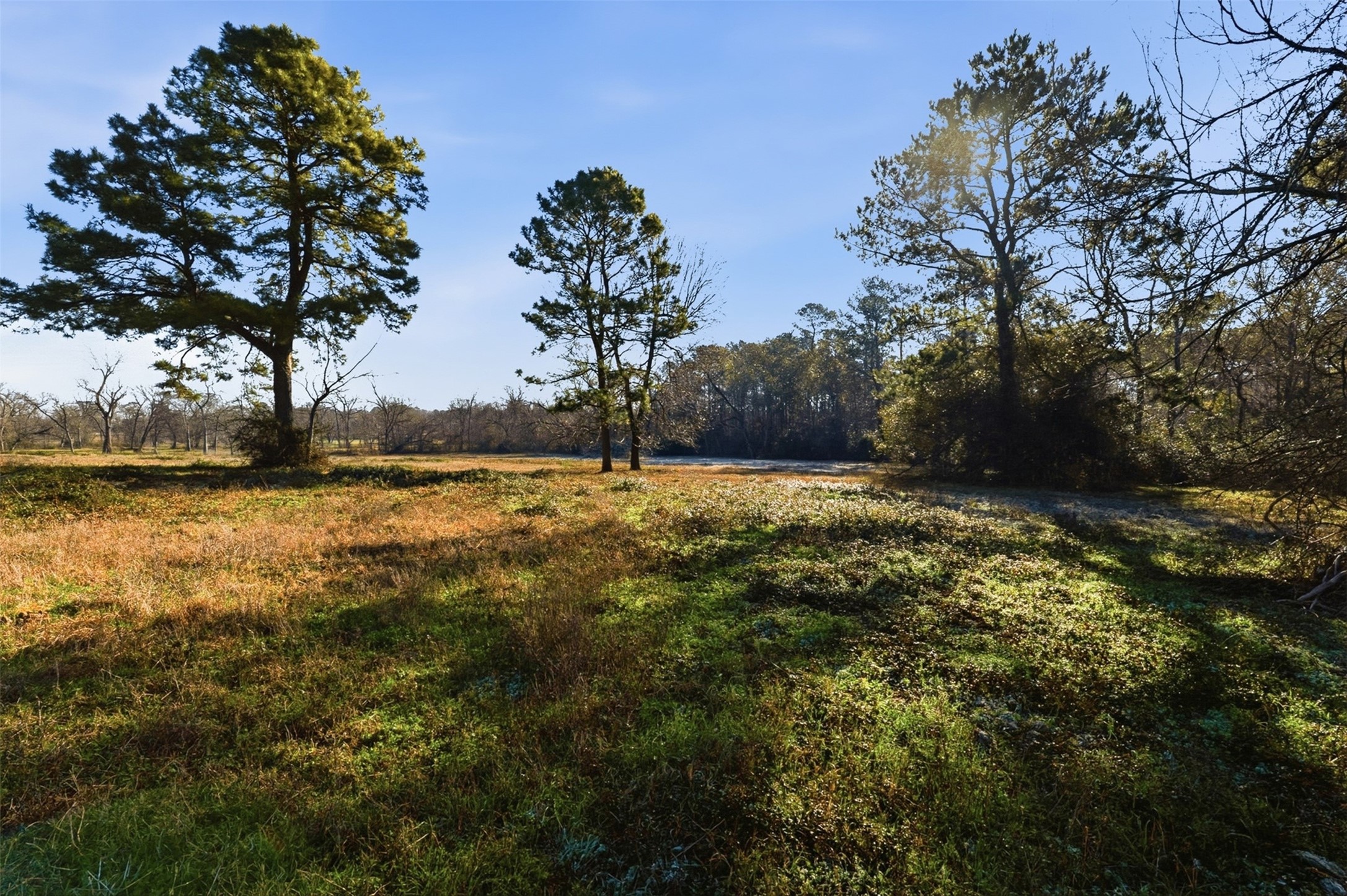 4027 Spring Branch Road Montgomery, TX 77316 - Photo 9 of 32 a view of yard with large tree