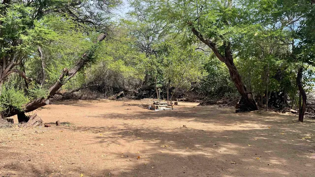 a view of park with trees