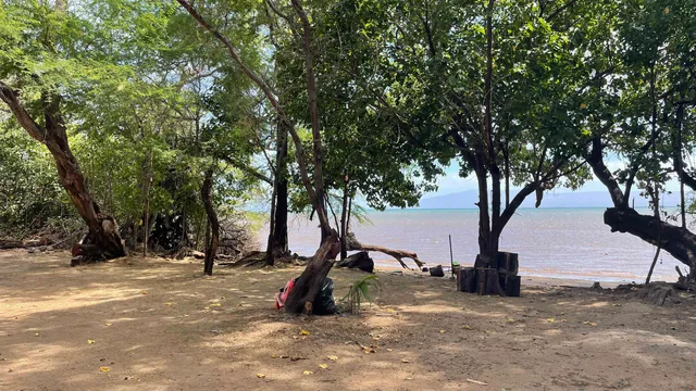a view of a tree in the middle of a yard