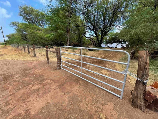 a view of a yard with trees
