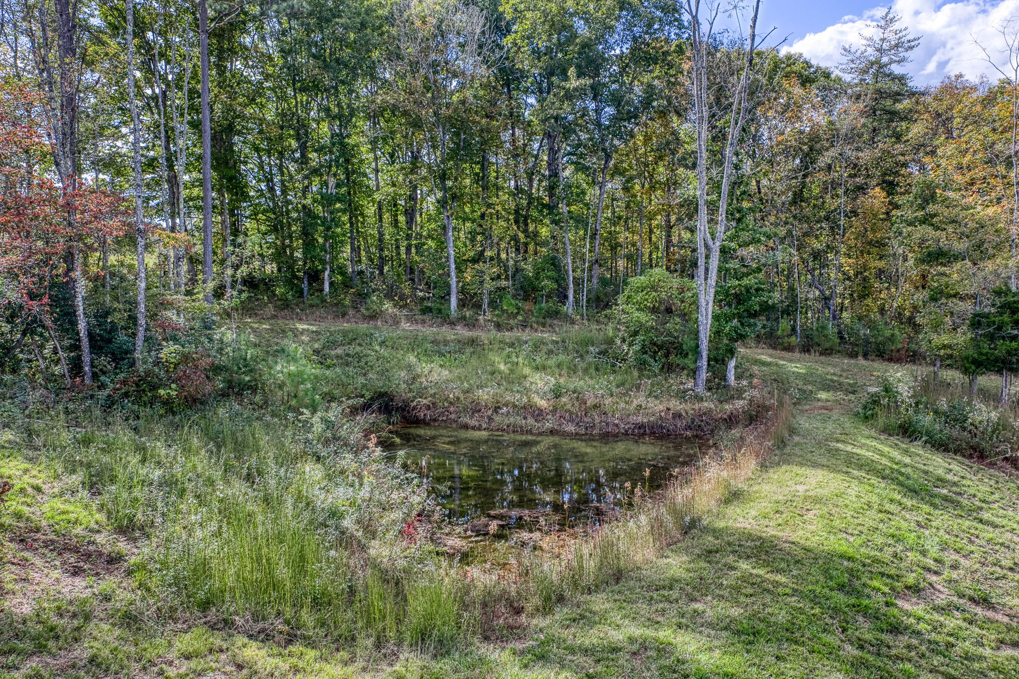 944 Flat Rock Road Crossville, TN 38572 - Photo 42 of 51 a view of a lush green forest