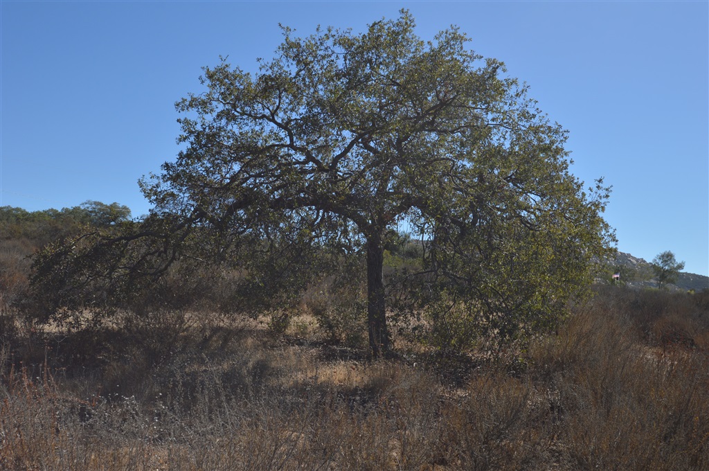 10.64-ac Bratton Valley Road Jamul, CA 91935 - Photo 2 of 11