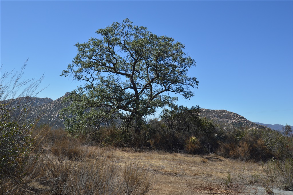 10.64-ac Bratton Valley Road Jamul, CA 91935 - Photo 10 of 11