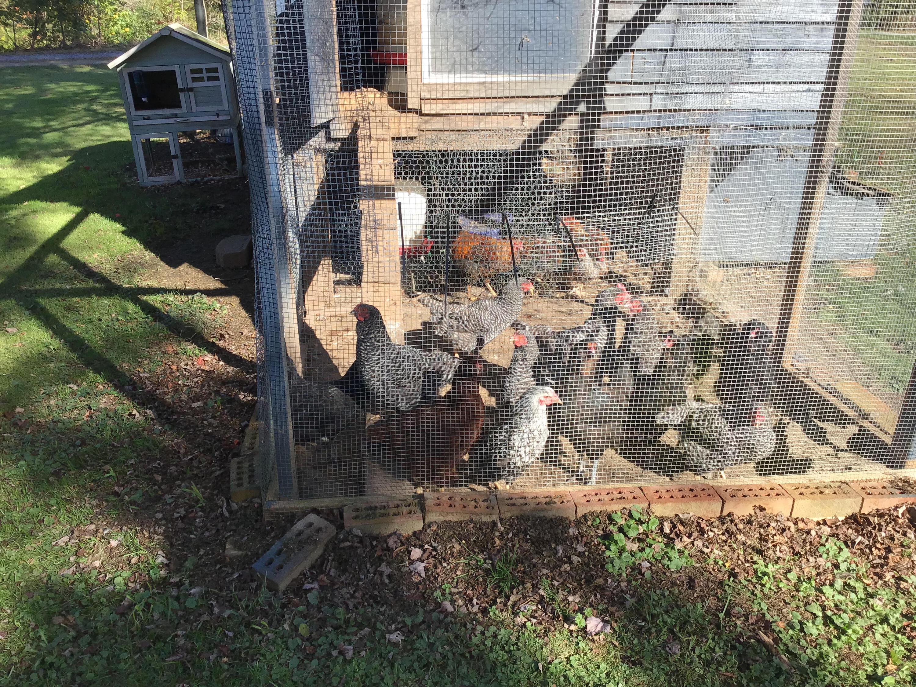 12408 Edna Road Coeburn, VA 24230 - Photo 46 of 48 LAYING HENS