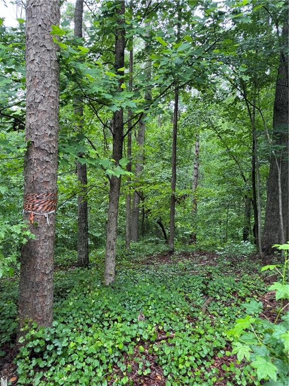 0 Scales Creek Road Homer, GA 30547 - Photo 12 of 13 a green field with lots of tall trees