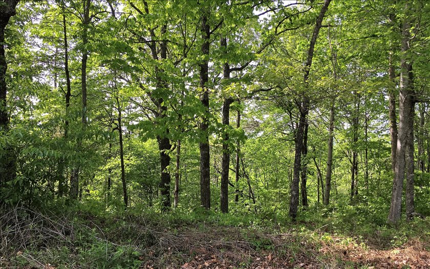 Lot 3 Cardinal Road Murphy, NC 28906 - Photo 3 of 3 Additional View