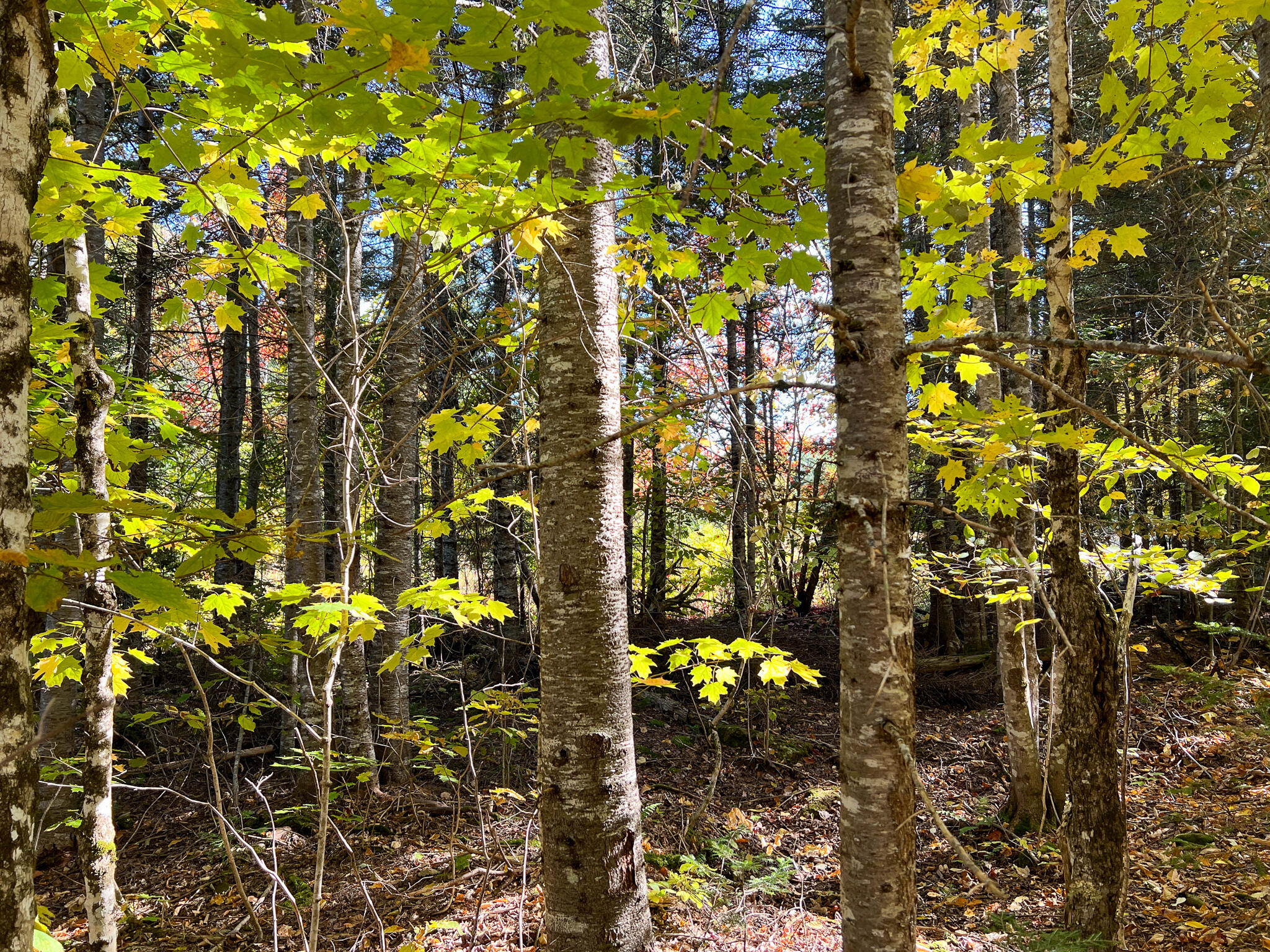 269 Cow Team Road Crystal, ME 04747 - Photo 48 of 50 45