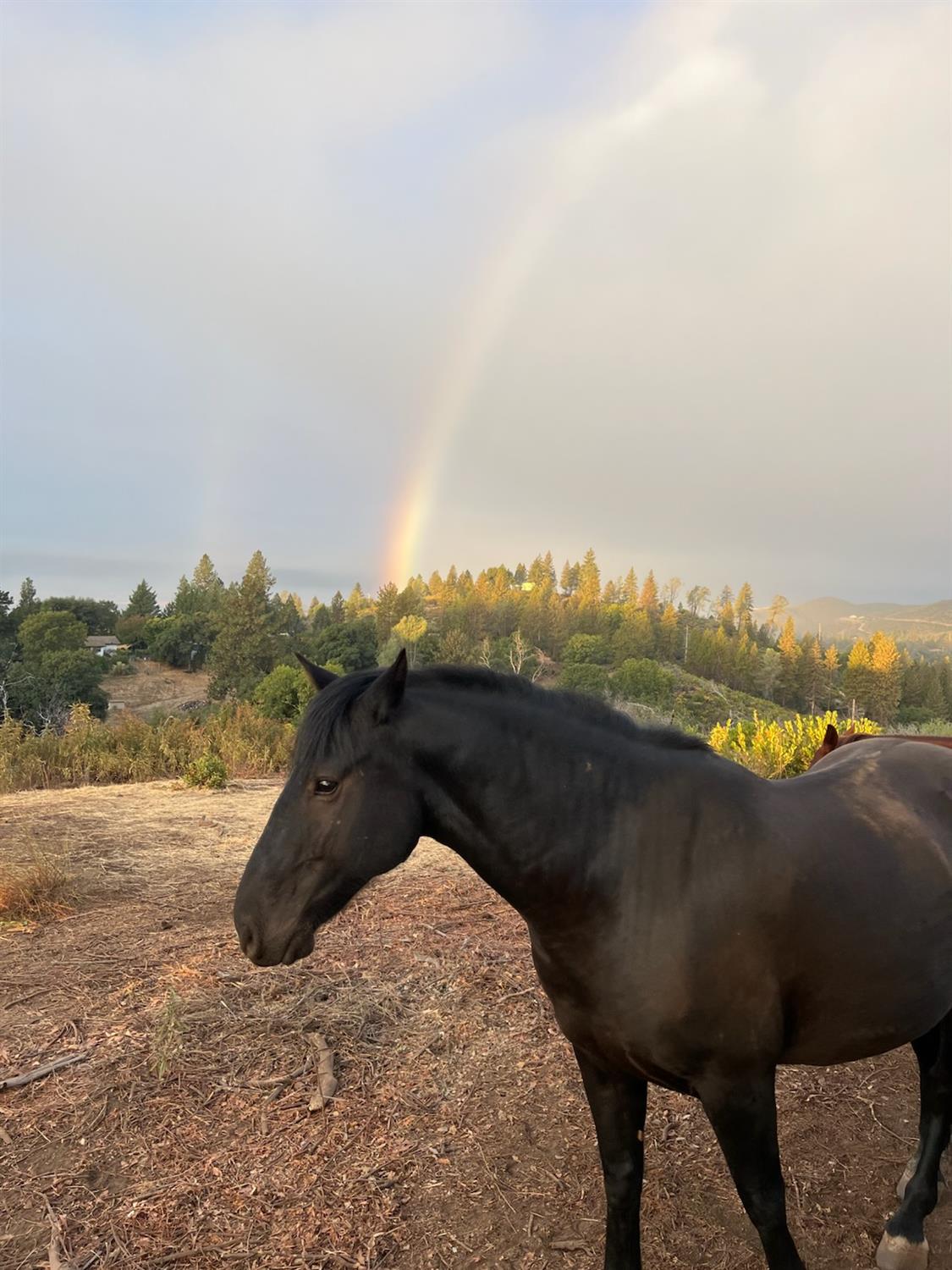 6165 Blue Eagle Mine Road Mountain Ranch, CA 95246 - Photo 13 of 13 a view of a lake in middle of the town