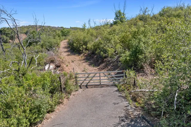 a view of a pathway with a tree