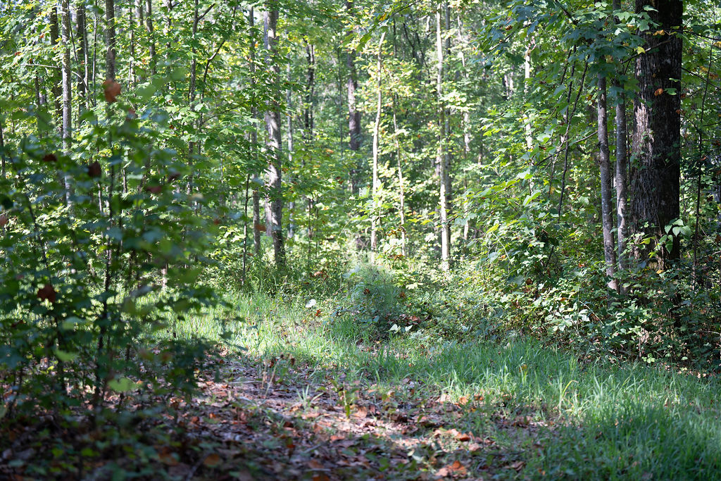 Lot 4 Rock Crusher Road Walhalla, SC 29691 - Photo 5 of 10 Mature trees and lush green foliage define this tranquil, wooded property acreage.