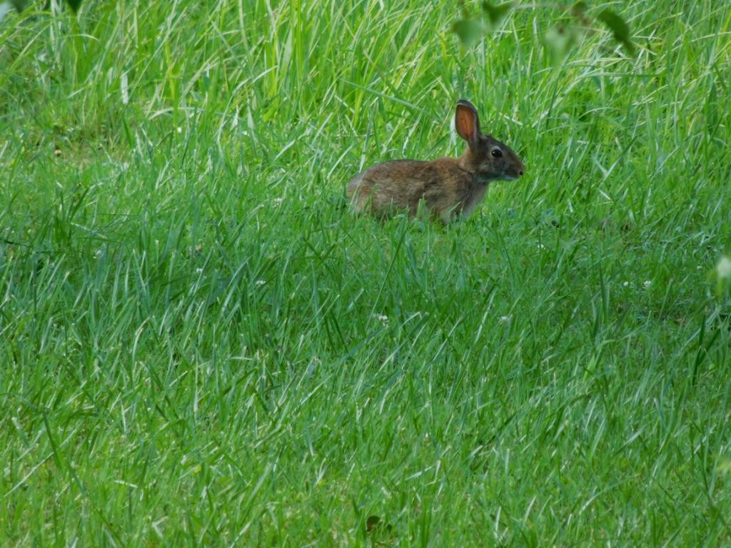 476 Deck Valley Road Bristol, TN 37620 - Photo 21 of 21 Wildlife visits often