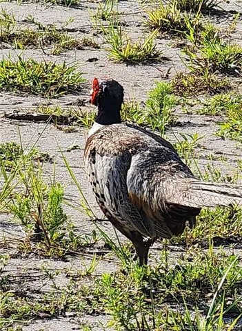 $949,000 | 13559 Southeast 22nd Lane, Okeechobee, FL 34974