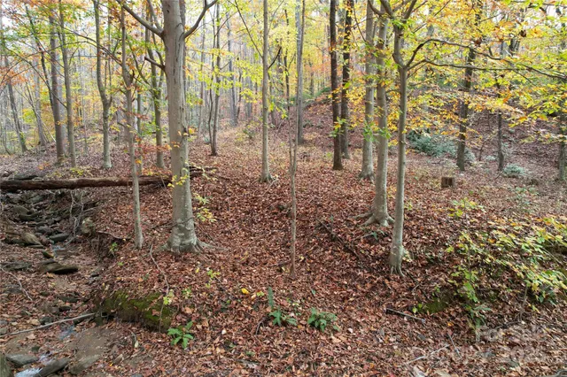a view of a yard with large trees