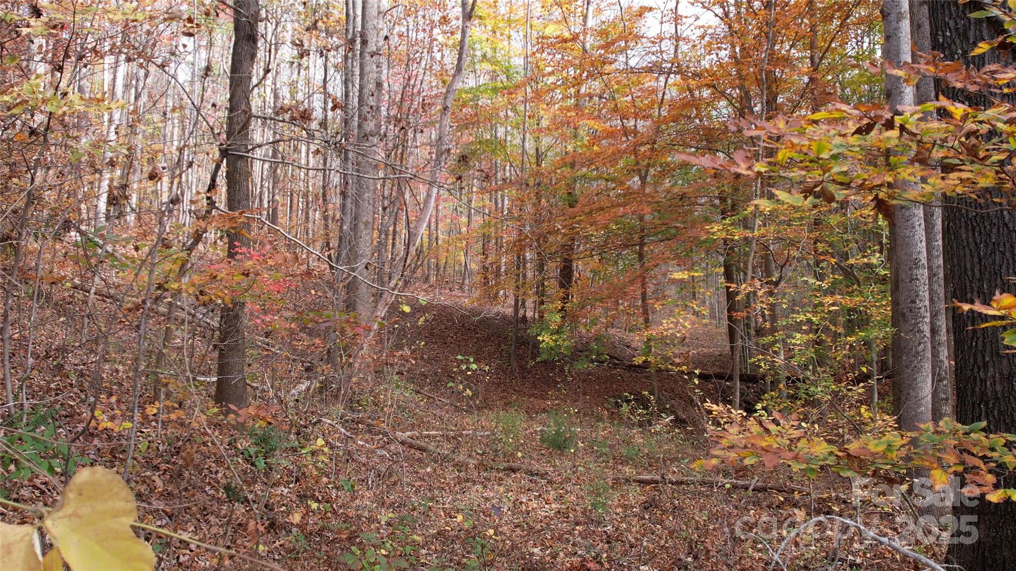 5-acres 5-acres Blue Ridge Trail Columbus, NC 28722 - Photo 17 of 21 a view of a yard with large trees
