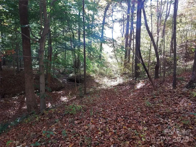 a view of a forest that has large trees