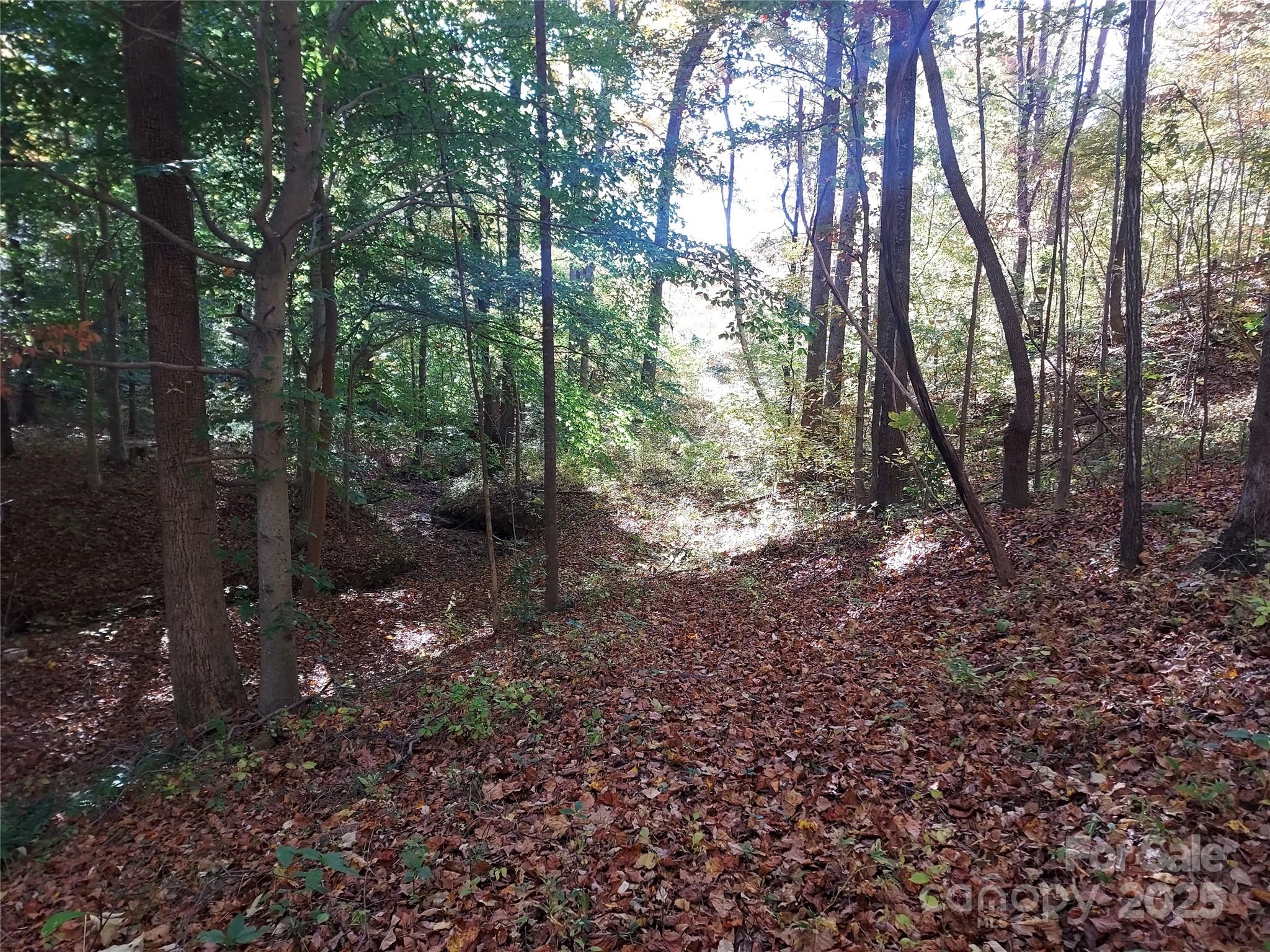 5-acres 5-acres Blue Ridge Trail Columbus, NC 28722 - Photo 3 of 21 a view of a forest that has large trees