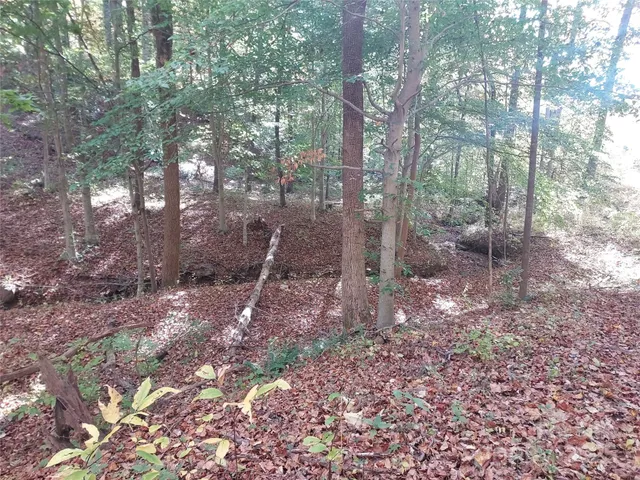 a view of a forest with trees