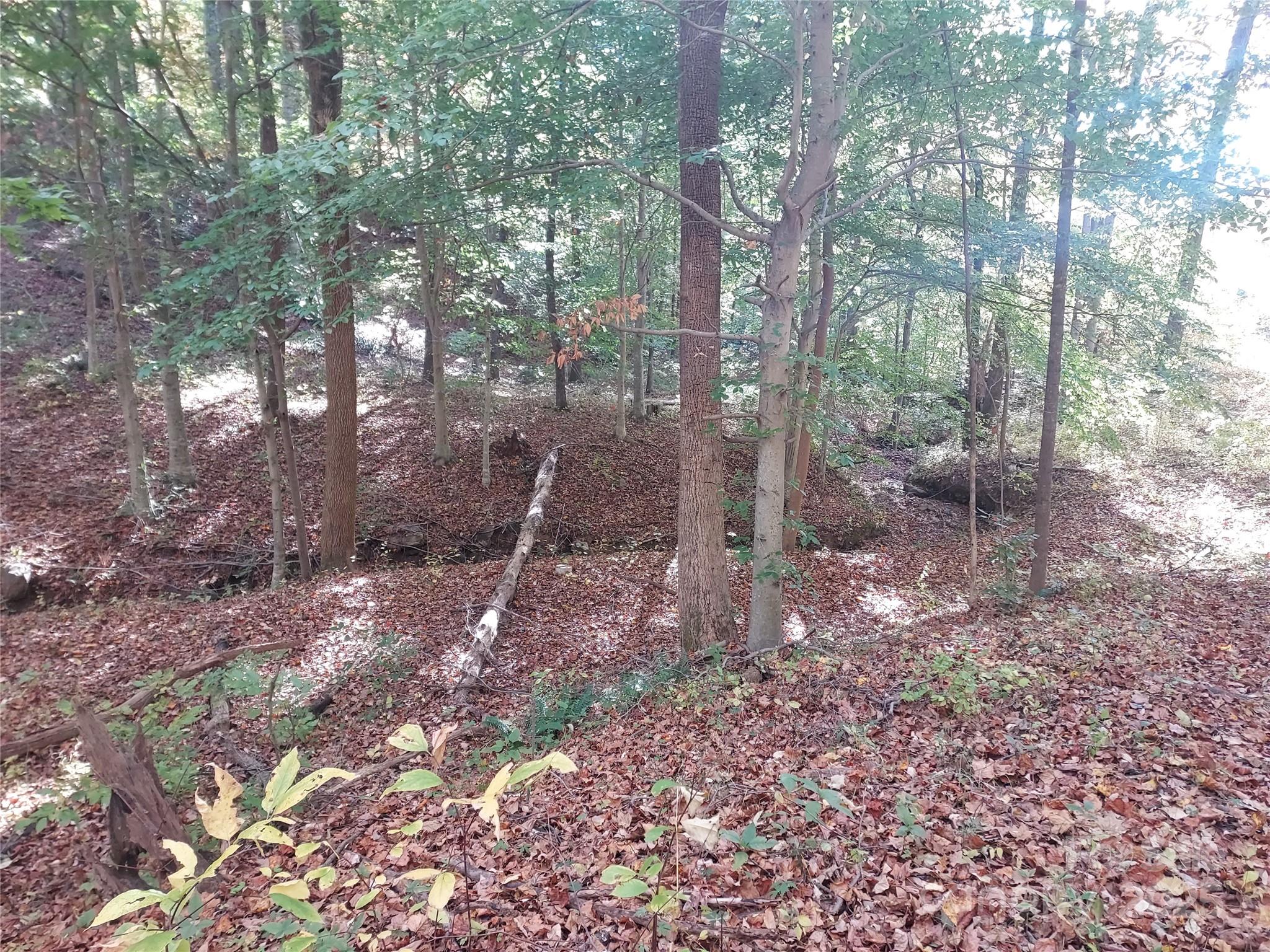 5-acres 5-acres Blue Ridge Trail Columbus, NC 28722 - Photo 4 of 21 a view of a forest with trees