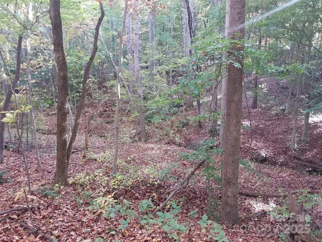a view of a yard with lots of trees