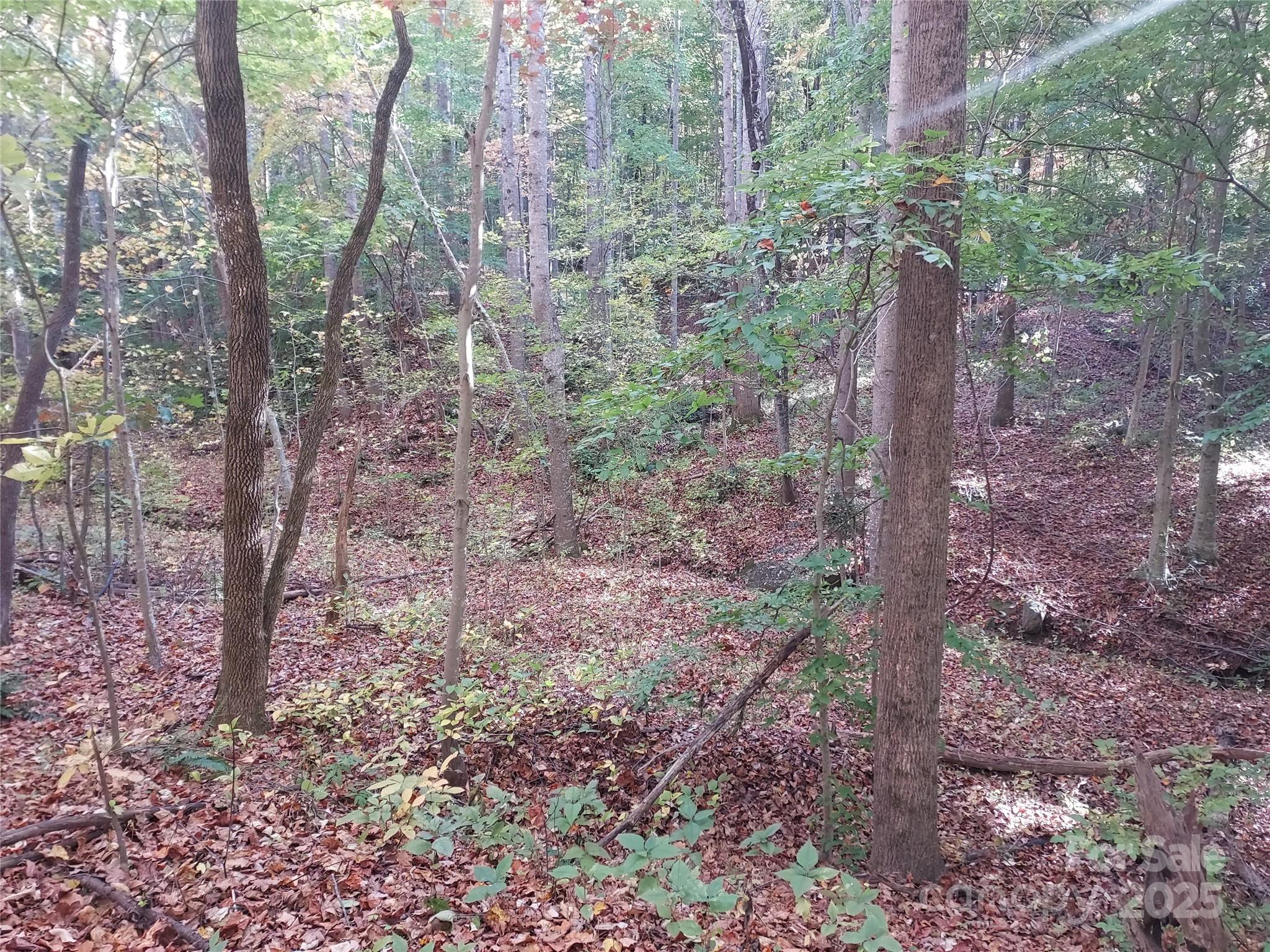5-acres 5-acres Blue Ridge Trail Columbus, NC 28722 - Photo 5 of 21 a view of a yard with lots of trees