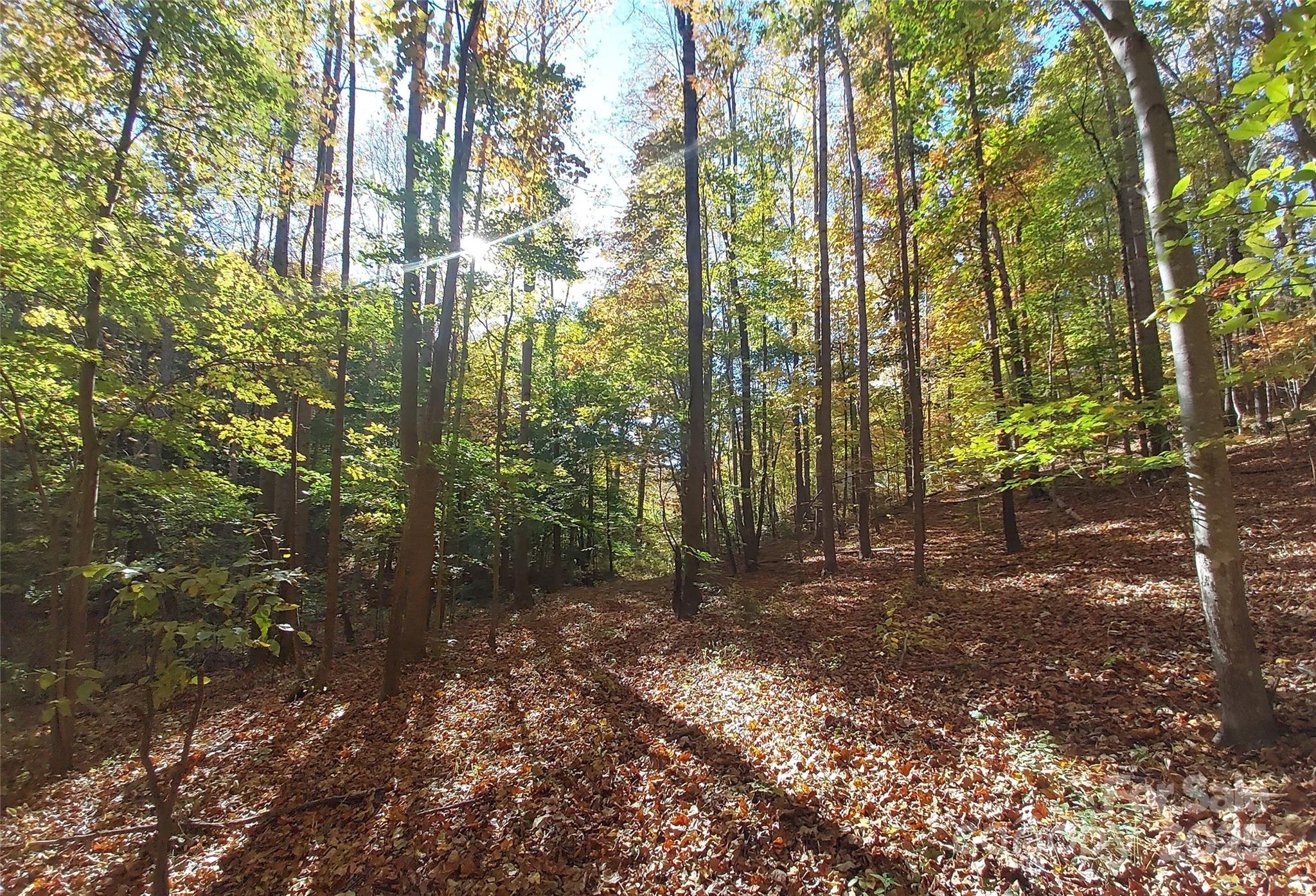 5-acres 5-acres Blue Ridge Trail Columbus, NC 28722 - Photo 6 of 21 a view of forest