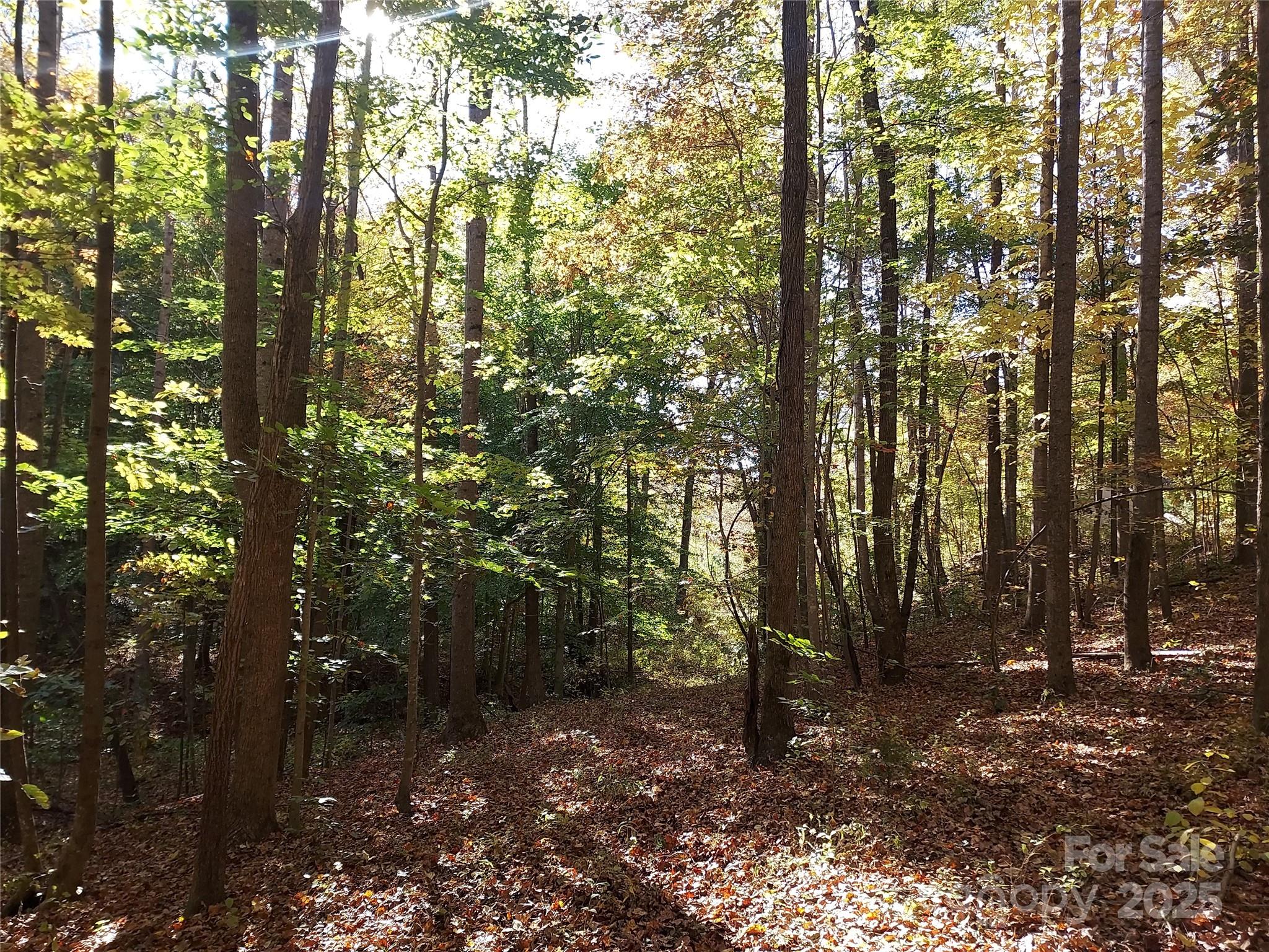 5-acres 5-acres Blue Ridge Trail Columbus, NC 28722 - Photo 7 of 21 a view of forest